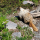 Illustration for article titled I found floofballs in a far-away land